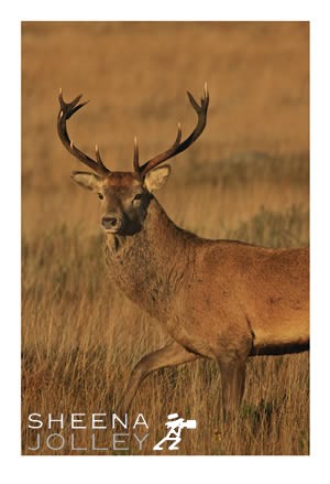 Red Deer  stag  herd  rutting season  pride  Mangerton Mountain  Co. Kerry  Ireland  photograph Pride of Place.jpg Pride of Place.jpg Pride of Place.jpg Pride of Place.jpg